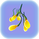Creepvine Seed Cluster.png