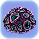 Brain Coral.png