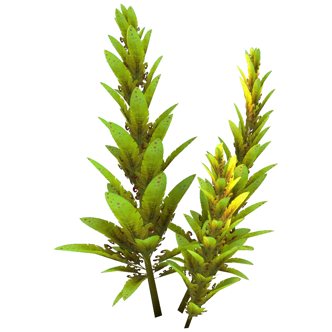 Plant