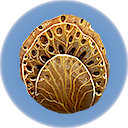 Coral Sample.png