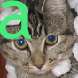 Cat demonstrating static cling with styrofoam peanuts (3).jpg