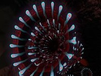 Unknown flora.jpg