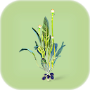 Chinese Potato Plant.png