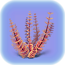 Redwort.png