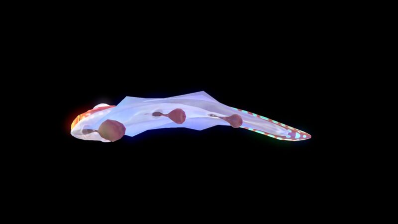 File:Bladderfish4.jpg