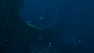Blood Kelp Zone Trench (6).jpg