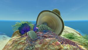 Safe Shallows (2).jpg