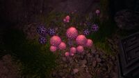 A Pink Cap in the Mountain Island