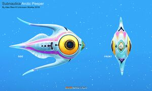 Arctic Peeper F.jpg