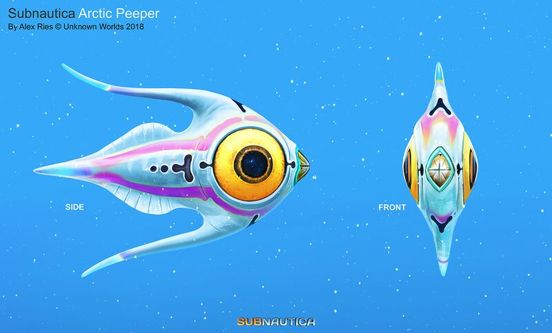 File:Arctic Peeper F.jpg