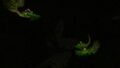 The caves are illuminated only by fluorescent plants