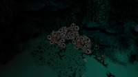 Earthen Coral Tubes' in the Bulb Zone Caves
