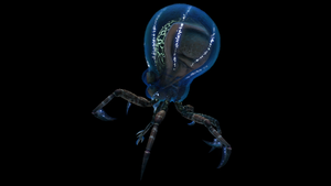 Crabsquid Side View.png