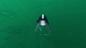 Cutefish treat.gif