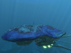 Reef-Size.jpg