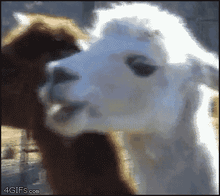 Tmp 26085-Llama the stare-721574462.gif