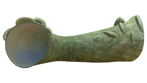 Coral Tube Fauna.png