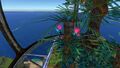 Fern Palm on the Floater Island