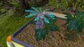 Purple Vase Plant in planter.jpg
