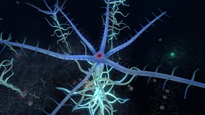 File:Blood Kelp (6).jpg