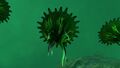 The bottom of a Brine Lily