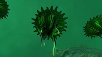 The bottom of a Brine Lily