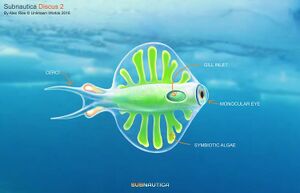 Discus Details.jpeg