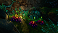 Antennae Plant