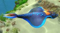 A Rabbit Ray in the Safe Shallows