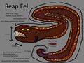Reap Eel Concept "Culler anguías"