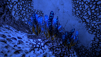 Spotted Dockleaf plants in the Underwater Islands Caves