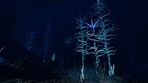 Blood Kelp Zone Trench (1).jpg