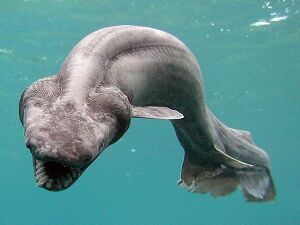 Frillshark.jpg