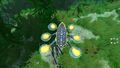 Dorsal view