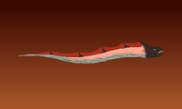 Lava eel