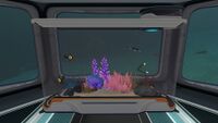 Aquarium with some edible fauna inside