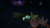 Two Sea Crowns in a Dunes Cave