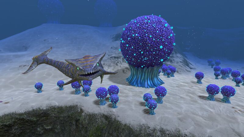 File:Koosh Bush (3).jpg