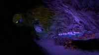 Various Flora thriving in the cave itself