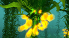 Kelp Forest 4.gif