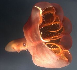 Vampire-squid-1.jpg