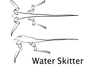 Water Skitter WIPIP.jpg