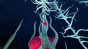 Blood Kelp (4).jpg