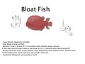 Bloat fish.jpg