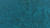 View from above the Mushroom Forest