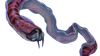 Crab Snake Fauna.png