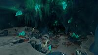 The Cave Plant in its habitat