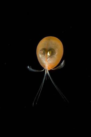 Sea-ostracod.jpeg