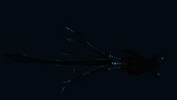 Further Bioluminescence