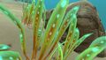 Green Reeds up close